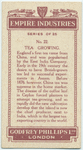 Tea growing.