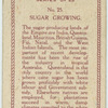 Sugar growing.