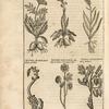 Typus nonnullarum Herbarum.