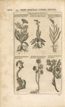 Typus nonnullarum Herbarum.