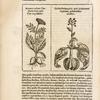 Herbis & plantis hieroglyphicis.