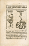 Herbis & plantis hieroglyphicis.