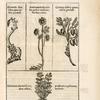 Herbis & plantis hieroglyphicis.