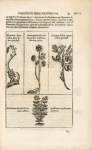 Herbis & plantis hieroglyphicis.
