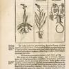 Herbis & plantis hieroglyphicis.