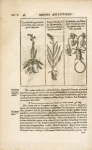 Herbis & plantis hieroglyphicis.