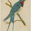 Common House Swallow.