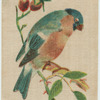 Bullfinch.