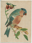 Bullfinch.