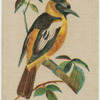 Hang-nest Oriole.