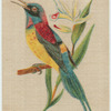 Burmese Yellow Back Sun Bird.