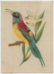 Burmese Yellow Back Sun Bird.