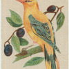 Golden Oriole.