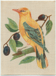 Golden Oriole.