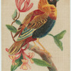 Orange Weaver Bird.