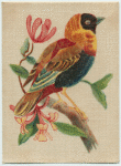 Orange Weaver Bird.