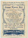 Orange Weaver Bird.