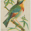 Pekin Robin.