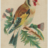Common Goldfinch.