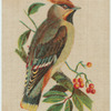 Waxwing Chatterer.