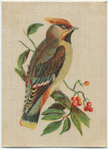 Waxwing Chatterer.