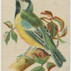 Great Tit.
