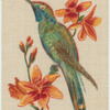 Humming Bird (Peru).
