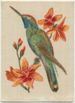 Humming Bird (Peru).