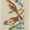 Bearded Tit.