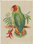 Red Headed Love Bird.