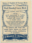 Red Headed Love Bird.