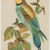 Bee-eater.