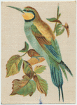 Bee-eater.
