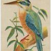 Australian Kingfisher.
