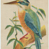 Australian Kingfisher.