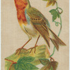 Robin.
