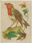 Robin.