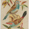 Cordon Bleu Waxbill. Orange Cheeked Waxbill.