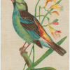 Paradise Tanager.