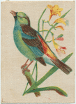 Paradise Tanager.