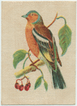 Chaffinch.