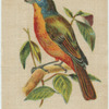Nonpareil Finch.
