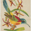 Nepal Yellow Backed Sun Bird.