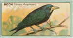 Rook (Corvus Frugilegus).