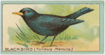 Blackbird (Turdus Merula).
