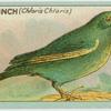 Greenfinch (Chloris chloris).