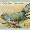 Cuckoo (Cuculus canorus).