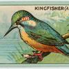 Kingfisher (Alcedo ispida).