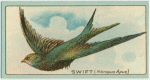 Swift (Micropus apus).
