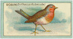 Robin (Erithacus rubecula).